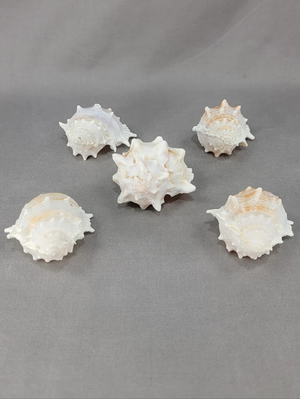 Murex Seashell Shell Mixed Lot 5 Coastal Beach Decor Crafts Natural